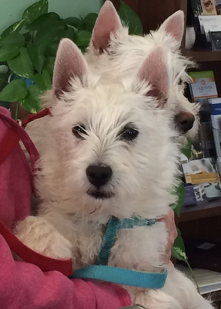 Eleanor Doto Remembered white scottish terrier